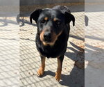 Small Rottweiler Mix