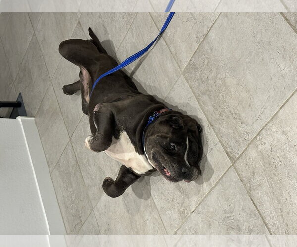 Medium Photo #2 American Staffordshire Terrier-Mastiff Mix Puppy For Sale in Queen Creek, AZ, USA