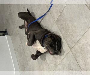 Armani - Male American Staffordshire Terrier-Mastiff Mix Dog for Adoption - Photo #2