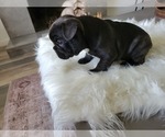 Small Photo #6 French Bulldog Puppy For Sale in RCH CUCAMONGA, CA, USA