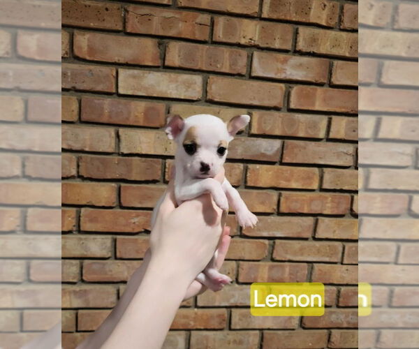 Medium Photo #1 Jack Chi Puppy For Sale in Aurora, IN, USA