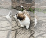 Small #3 Shih Tzu