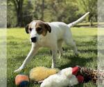 Small #2 Australian Shepherd Mix