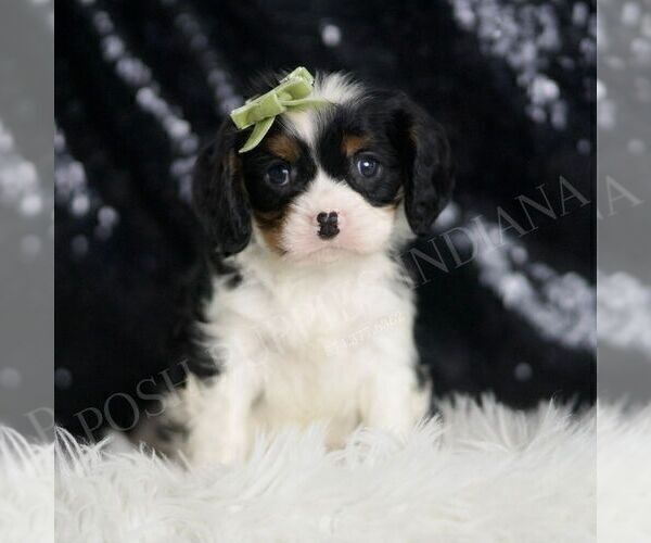 Medium Photo #26 Cavalier King Charles Spaniel Puppy For Sale in WARSAW, IN, USA