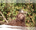 Small #12 ShihPoo