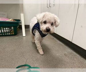 Poodle (Miniature) Dogs for adoption in Berkeley , CA, USA