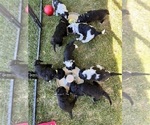 Small Photo #15 Portuguese Water Dog Puppy For Sale in RIGBY, ID, USA