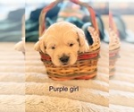 Small Photo #7 Golden Retriever Puppy For Sale in CHIPPEWA FALLS, WI, USA