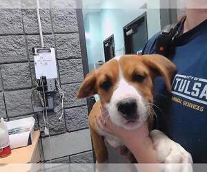 German Shepherd Dog-Unknown Mix Dogs for adoption in Tulsa, OK, USA