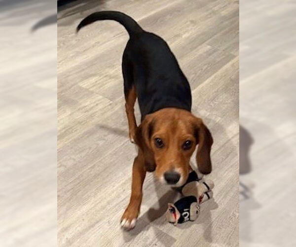 Medium Photo #4 Beagle Puppy For Sale in Mt. Laurel, NJ, USA
