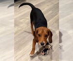 Small #3 Beagle