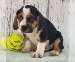 Small Photo #2 Beabull Puppy For Sale in ARTHUR, IL, USA