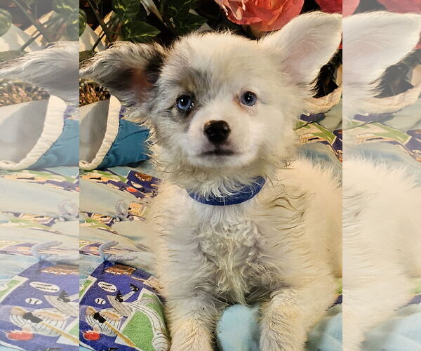 Medium Photo #1 Papillon Puppy For Sale in Bon Carbo, CO, USA