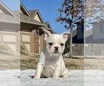 Small Photo #1 French Bulldog Puppy For Sale in YUKON, OK, USA