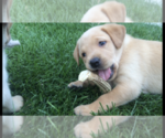 Small Photo #3 Labrador Retriever Puppy For Sale in LA CRESCENT, MN, USA