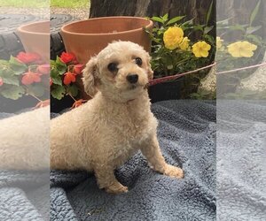 Poodle (Miniature)-Unknown Mix Dogs for adoption in HOPKINSVILLE/PRINCETON, KY, NH, USA