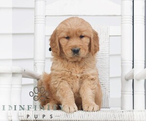 Golden Retriever Puppy for sale in COATESVILLE, PA, USA