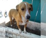 Small #4 Chihuahua-Spaniel Mix