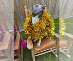 Small #17 American Pit Bull Terrier Mix