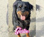 Small Photo #1 Rottweiler Puppy For Sale in Riverside, CA, USA