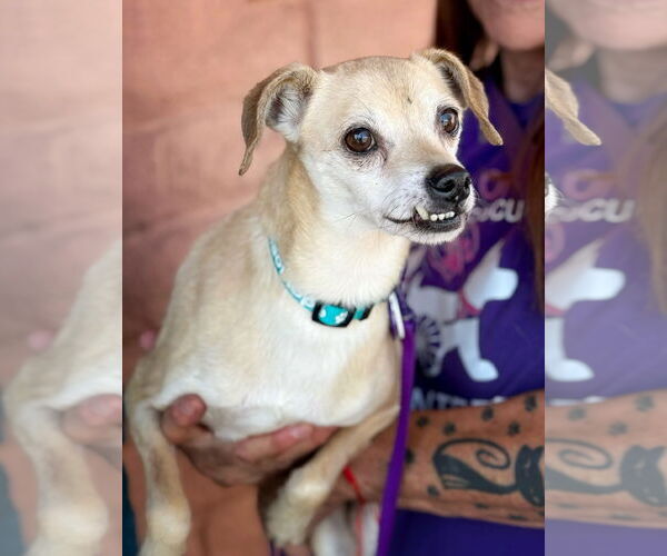 Medium Photo #3 Chihuahua Puppy For Sale in Pittsburg, CA, USA
