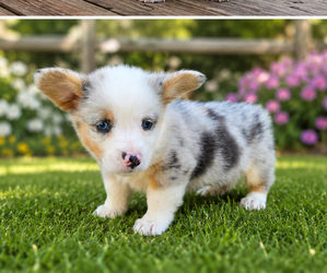 Pembroke Welsh Corgi Puppy for sale in MILTON, WI, USA