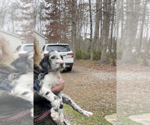 Great Dane-Poodle (Standard) Mix Puppy for sale in AMELIA COURT HOUSE, VA, USA