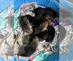 Small #2 German Shepherd Dog
