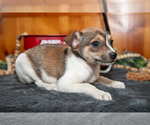 Small #1 Chihuahua