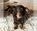 Small Photo #1 Dachshund Puppy For Sale in ZEBULON, NC, USA