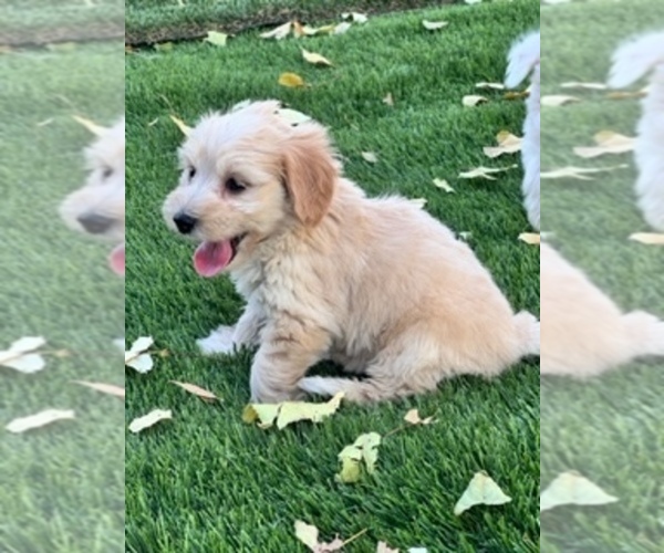 Medium Photo #5 Snorkie Puppy For Sale in COARSEGOLD, CA, USA