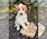 Small #2 Goldendoodle (Miniature)