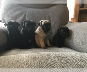 Pug Puppy for sale in DAYTON, VA, USA