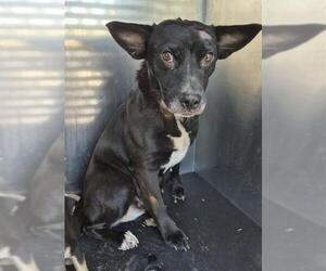 Chihuahua-Unknown Mix Dogs for adoption in San Antonio, TX, USA