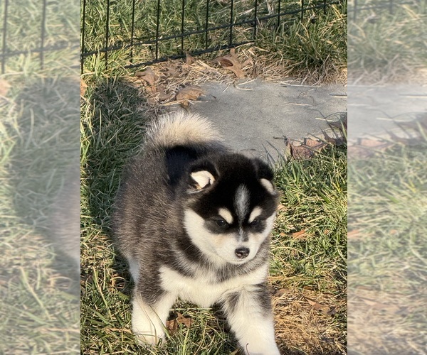 Medium Photo #1 Alaskan Klee Kai Puppy For Sale in ROGERSVILLE, MO, USA