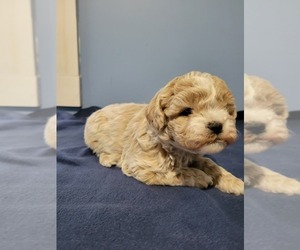 ShihPoo Puppy for sale in NORWALK, WI, USA