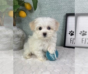 Maltipoo (Toy) Puppy for sale in FRANKLIN, IN, USA