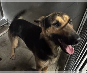 German Shepherd Dog Dogs for adoption in San Bernardino, CA, USA
