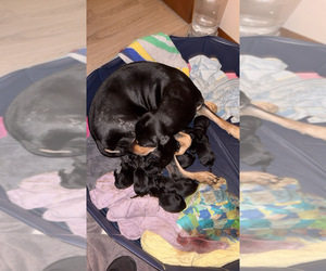 Mother of the Bluetick Coonhound-Golden Retriever Mix puppies born on 12/14/2025