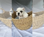 Small Photo #2 English Bulldogge Puppy For Sale in HAMBURG, NJ, USA