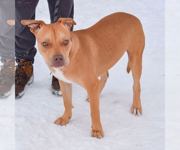 Medium Photo #4 American Staffordshire Terrier-Boxer Mix Puppy For Sale in Huntley, IL, USA