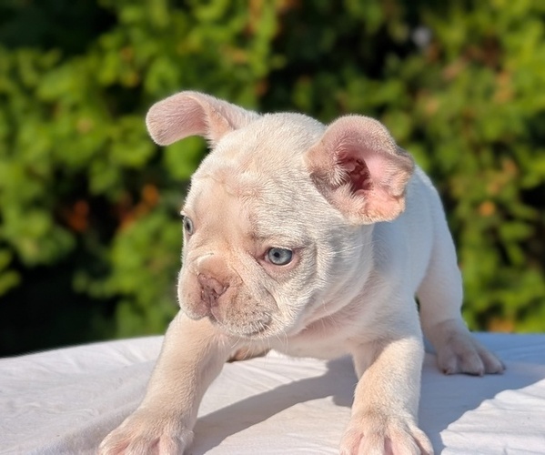 Medium Photo #21 French Bulldog Puppy For Sale in GOSHEN, IN, USA