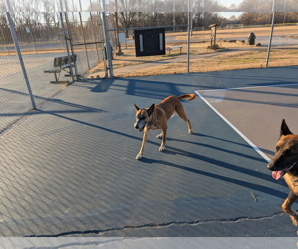 Medium Photo #4 Mutt Puppy For Sale in Stevens Point, WI, USA