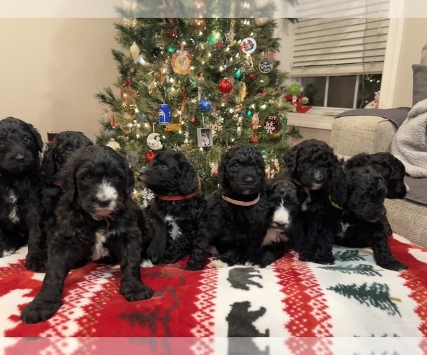 Medium Photo #1 Bernedoodle Puppy For Sale in COOKEVILLE, TN, USA