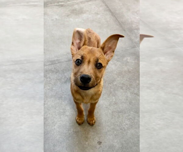 Medium Photo #12 Carolina Dog Puppy For Sale in San Diego, CA, USA
