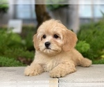 Small Photo #1 Cavachon Puppy For Sale in HOUSTON, TX, USA