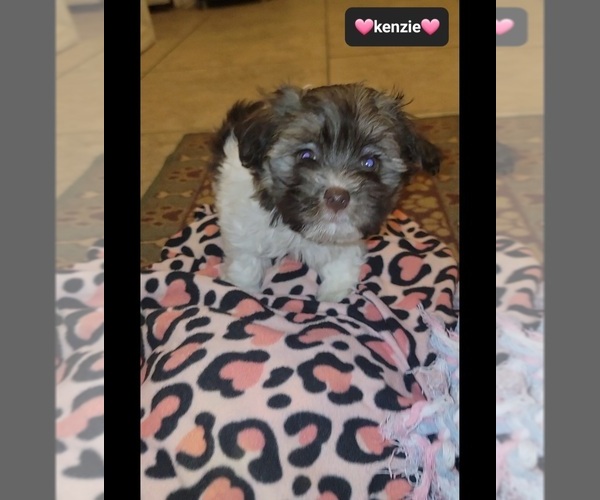 Medium Photo #2 Havanese Puppy For Sale in TUCSON, AZ, USA