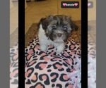 Small Photo #2 Havanese Puppy For Sale in TUCSON, AZ, USA