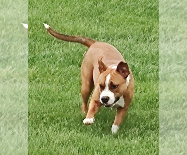 Medium Photo #3  Puppy For Sale in , 