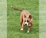Small Bullboxer Pit